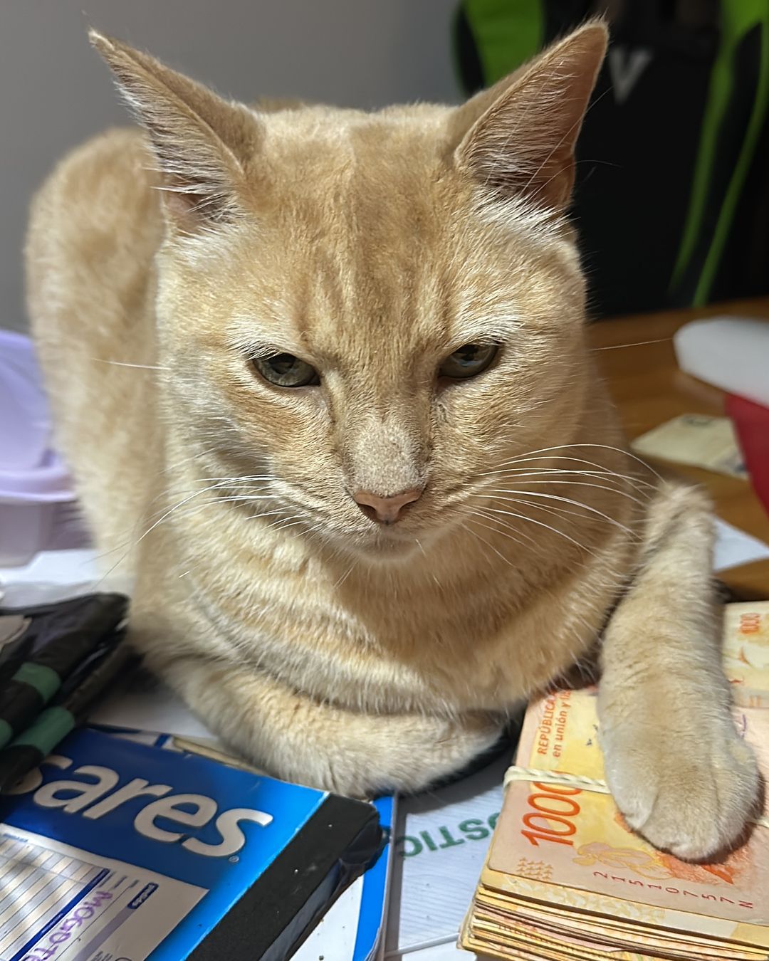 Gato com a pata em cima das notas